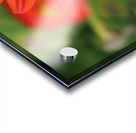 Red Dahlia Acrylic print