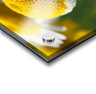 Chamomile Acrylic print