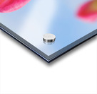 Pastel Tulips Acrylic print