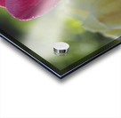 Simple Beauty Acrylic print