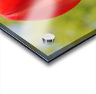 Pop of Color Acrylic print