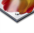 Tall One Acrylic print