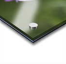 Dew Kissed Flower Bud Acrylic print