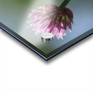 Pink Onion Acrylic print