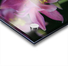 Darling Columbine Acrylic print