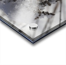 Frozen Goldenrod Acrylic print