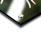 Good Morning Acrylic print