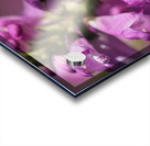 Looking for Something Acrylic print