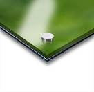 On Top Acrylic print