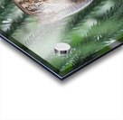 Owl Butterfly Acrylic print