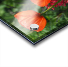 Poppies Acrylic print