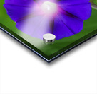 Purple Morning Glories Acrylic print