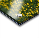 Tall Buttercup Field Acrylic print