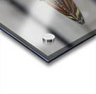 Tiger Heliconian Acrylic print