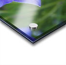 Balloon Flower Impression Acrylique