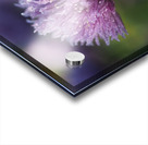 Dewy Chive Acrylic print