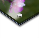 Garden Phlox with Droplets Acrylic print