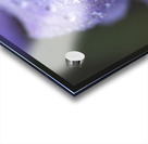 Droplets on a Bellflower Acrylic print