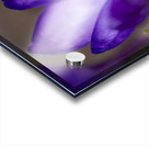 Crocus Closeup Acrylic print