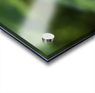 Forget Me Not with Tiny Rainbows Acrylic print