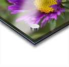 Alpine Aster Acrylic print