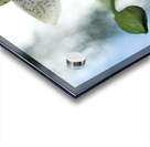 Ornamental Orchid Acrylic print