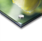 In My Dream Acrylic print