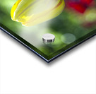 The Yellow One Acrylic print