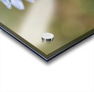 Striped Squill Acrylic print