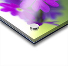 Primula Closeup Acrylic print