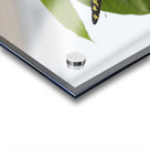 Siproeta Stelenes Acrylic print