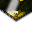 Charming Lady Acrylic print