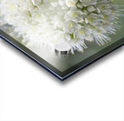 Allium Pskemense Impression Acrylique