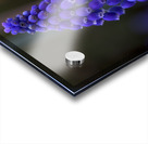 Tiny Blue Bulbs Acrylic print