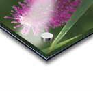 Lilac Squirrel Impression Acrylique