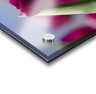 Oh Sunny Day Acrylic print