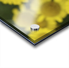 Summer Afternoon Acrylic print