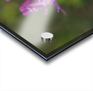 Aster in the Morning Acrylic print