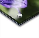 Dewdrops Acrylic print