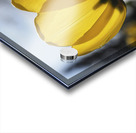 Yellow Tulip Acrylic print