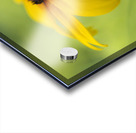 Brown Betty Impression Acrylique