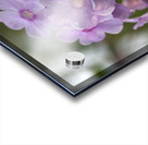 Exquisite Beauties Acrylic print