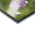 Aspiration Acrylic print