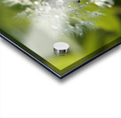 Dandelion with Droplets Acrylic print