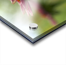 Coneflower Blooming Acrylic print