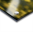 Field of Daisies Acrylic print