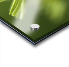 Blooming Coneflower Acrylic print