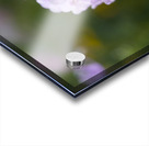 Delicate Ones Acrylic print