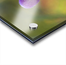 Globe Amaranth Acrylic print