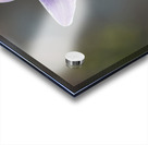 Hosta Closeup Acrylic print